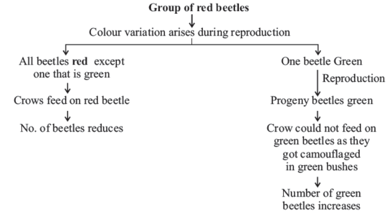 cbse-class-10-science-heredity -and-evolution-notes-set-c