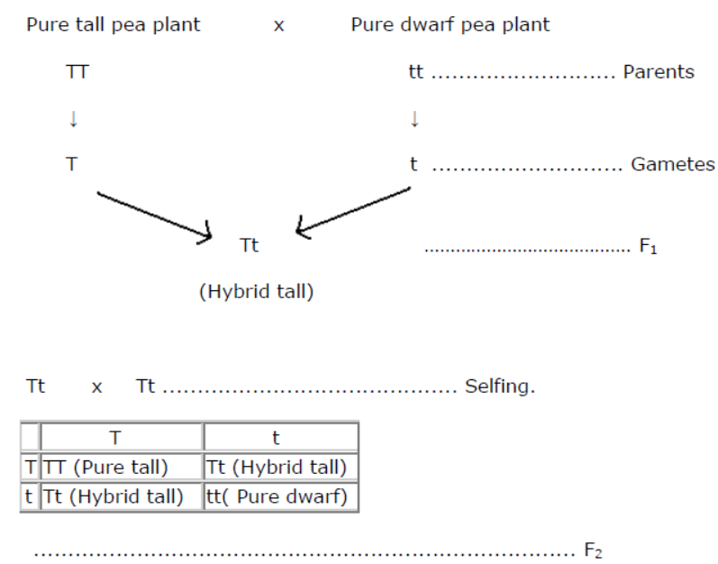 cbse-class-10-science-heredity-and -evolution-notes-set-a