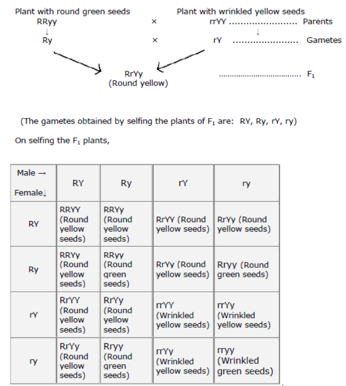 cbse-class-10-science-heredity-and -evolution-notes-set-a