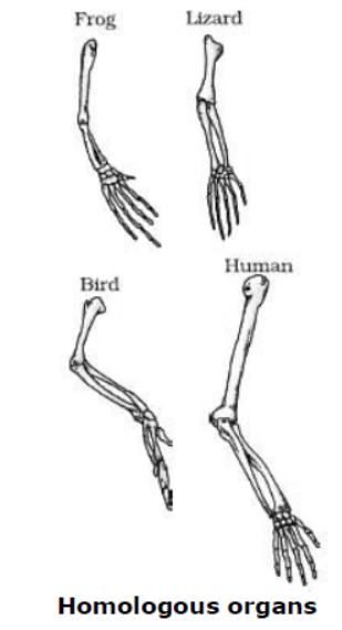 cbse-class-10-science-heredity-and -evolution-notes-set-a