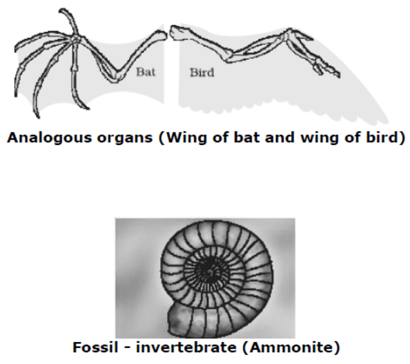 cbse-class-10-science-heredity-and -evolution-notes-set-a