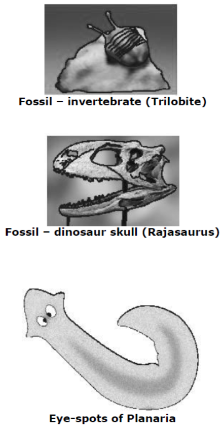 cbse-class-10-science-heredity-and -evolution-notes-set-a