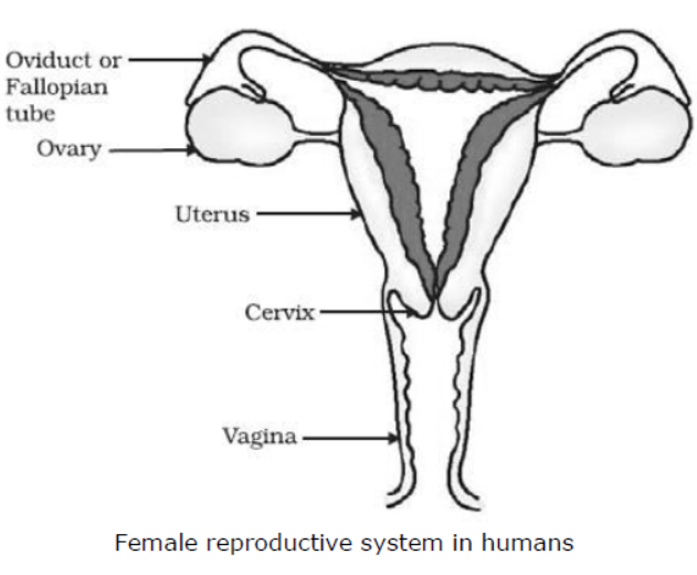 cbse-class-10-science-how-do-organisms-reproduce-notes-set-a