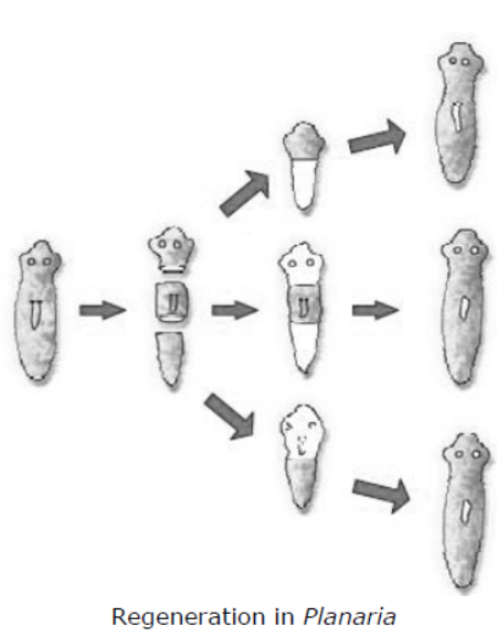 cbse-class-10-science-how-do-organisms-reproduce-notes-set-a