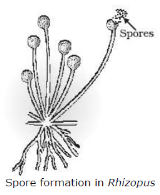 cbse-class-10-science-how-do-organisms-reproduce-notes-set-a