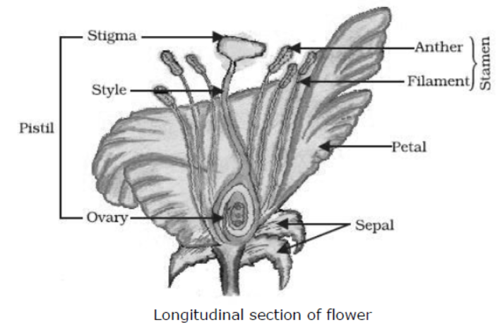 cbse-class-10-science-how-do-organisms-reproduce-notes-set-a