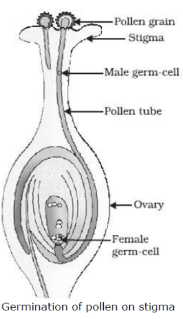 cbse-class-10-science-how-do-organisms-reproduce-notes-set-a