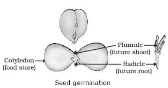 cbse-class-10-science-how-do-organisms-reproduce-notes-set-a