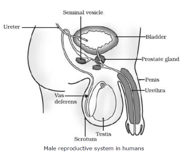 cbse-class-10-science-how-do-organisms-reproduce-notes-set-a