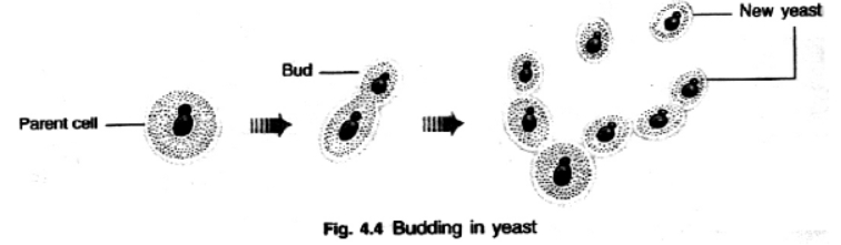 cbse-class-10-science-how-do-organisms-reproduce-notes-set-b