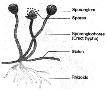 cbse-class-10-science-how-do-organisms-reproduce-notes-set-b