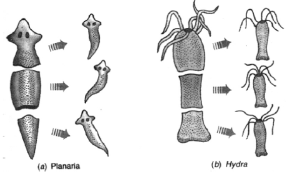 cbse-class-10-science-how-do-organisms-reproduce-notes-set-b