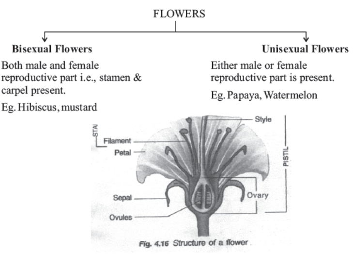 cbse-class-10-science-how-do-organisms-reproduce-notes-set-b