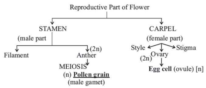 cbse-class-10-science-how-do-organisms-reproduce-notes-set-b