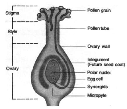 cbse-class-10-science-how-do-organisms-reproduce-notes-set-b