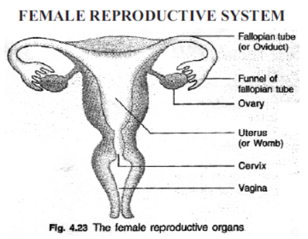 cbse-class-10-science-how-do-organisms-reproduce-notes-set-b