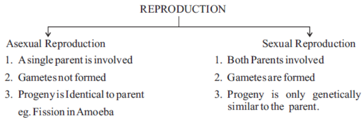 cbse-class-10-science-how-do-organisms-reproduce-notes-set-b