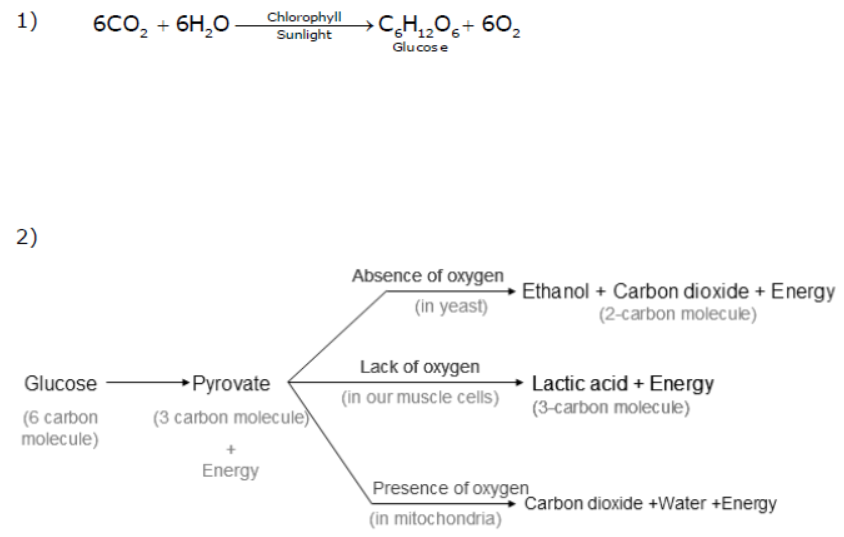 cbse-class-10-science-life-processes-notes-set-b