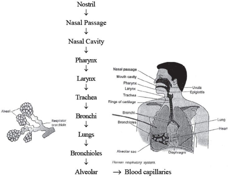 cbse-class-10-science-life-processes-notes-set-d