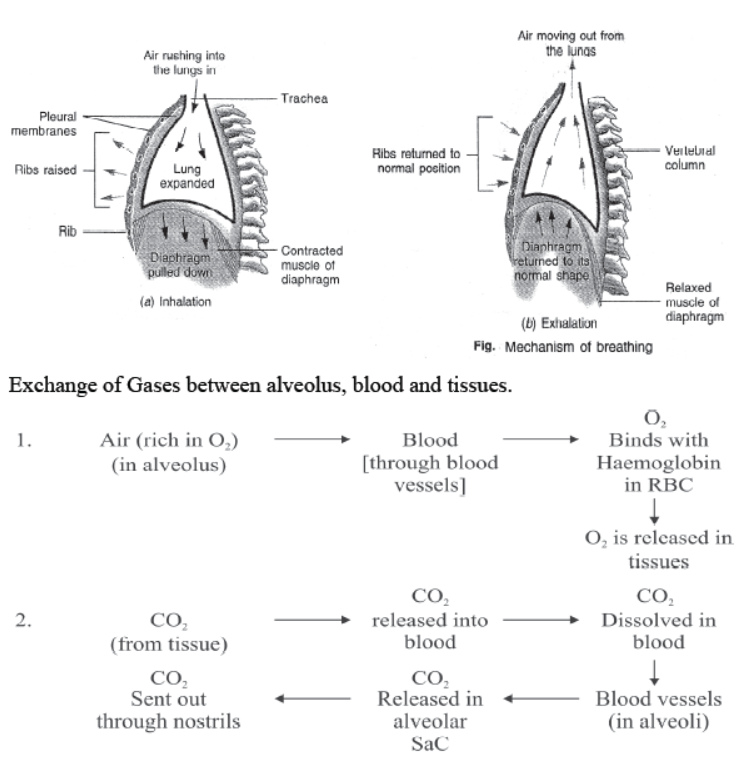 cbse-class-10-science-life-processes-notes-set-d