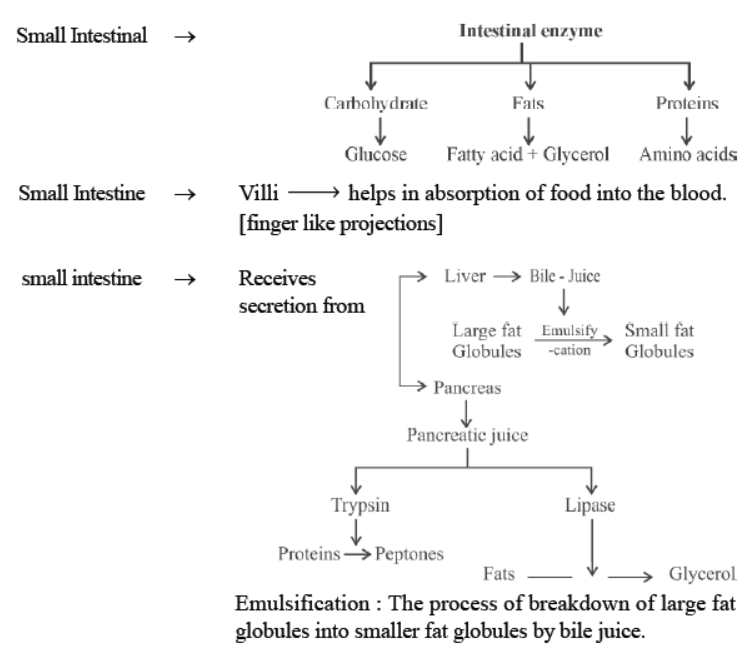 cbse-class-10-science-life-processes-notes-set-d