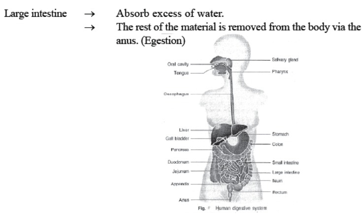 cbse-class-10-science-life-processes-notes-set-d