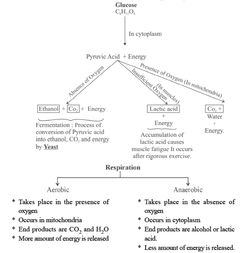 cbse-class-10-science-life-processes-notes-set-d