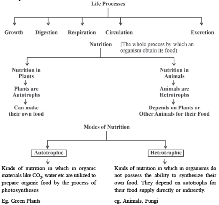 cbse-class-10-science-life-processes-notes-set-d