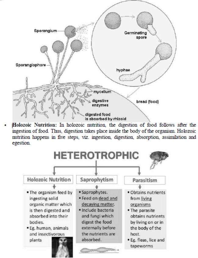 cbse-class-10-science-life-processes-notes-set-e