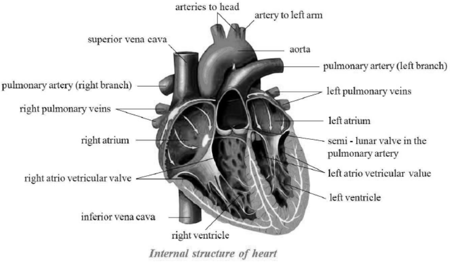 cbse-class-10-science-life-processes-notes-set-e