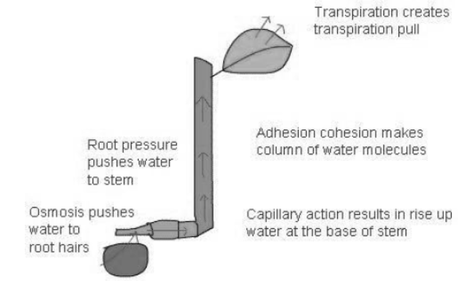 cbse-class-10-science-life-processes-notes-set-e