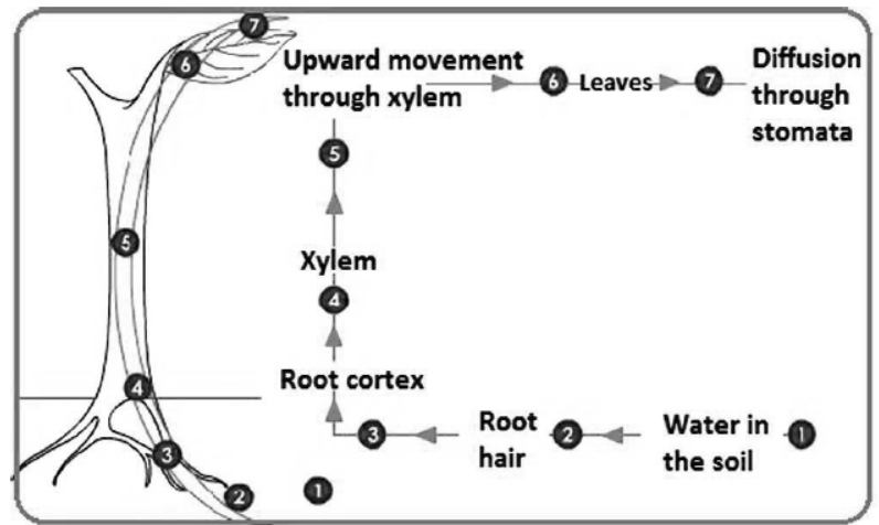 cbse-class-10-science-life-processes-notes-set-e