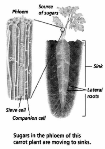 cbse-class-10-science-life-processes-notes-set-e