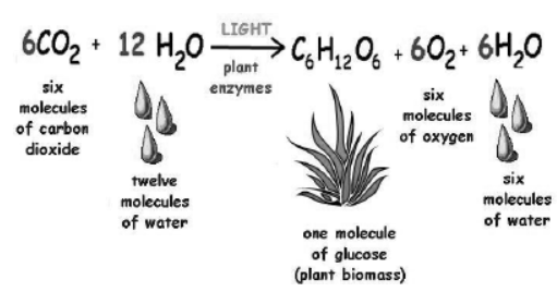 cbse-class-10-science-life-processes-notes-set-e