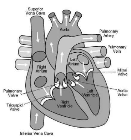 cbse-class-10-science-life-processes-notes-set-e