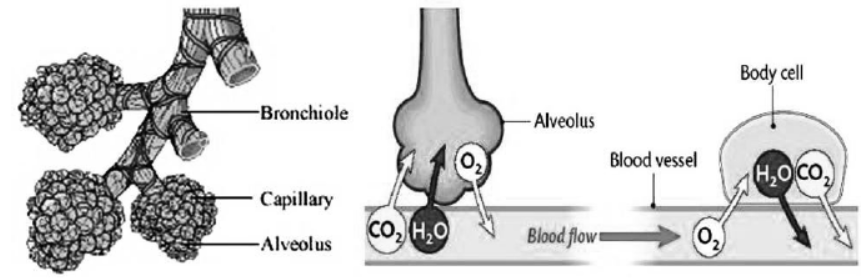 cbse-class-10-science-life-processes-notes-set-e