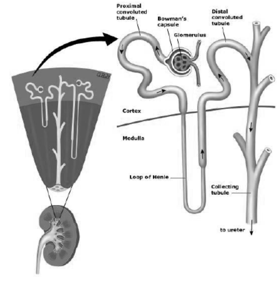 cbse-class-10-science-life-processes-notes-set-e