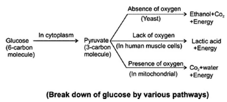 cbse-class-10-science-life-processes-notes-set-e