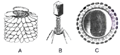  neet-biology-biological-classification-mcqs-set-a