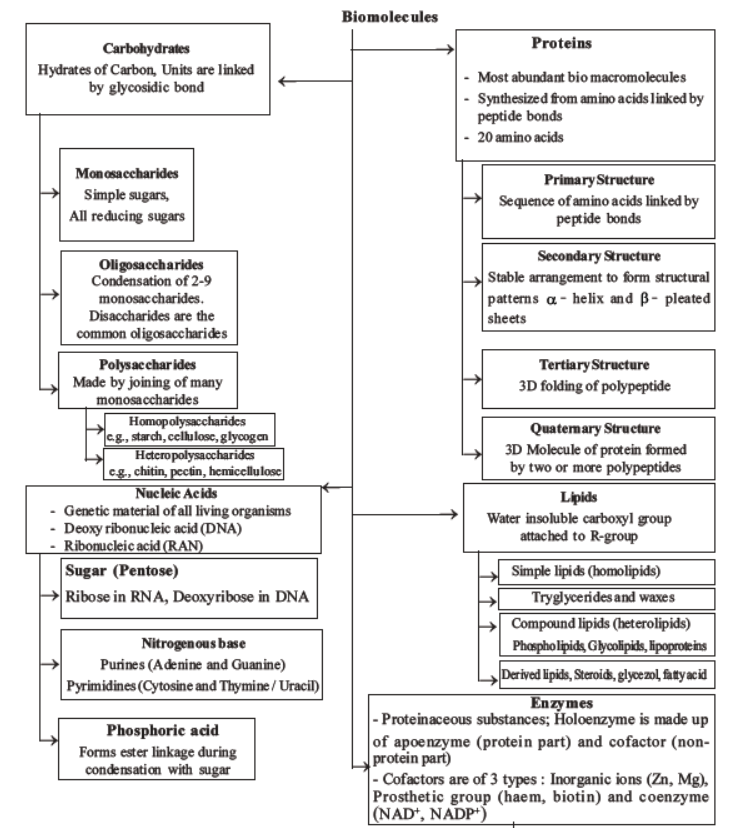 neet-biology-biomolecules-mcqs-set-d