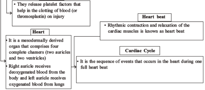 neet-biology-body-fluids-and-circulation-mcqs-set-b