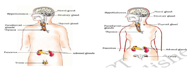 CBSE Class 10 Biology Control And Coordination