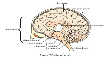 CBSE Class 10 Biology Control And Coordination