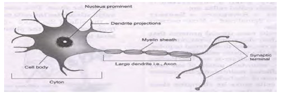 CBSE Class 10 Science Biology Control and Coordination