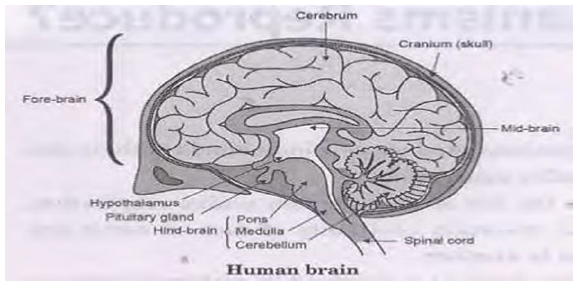 CBSE Class 10 Science Biology Control and Coordination