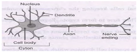 CBSE Class 10 Science Biology Control and Coordination