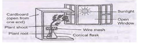 CBSE Class 10 Science Biology Control and Coordination