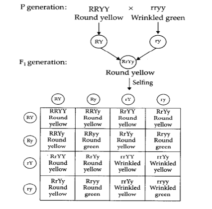 CBSE Class 10 Biology Heredity And Evolution