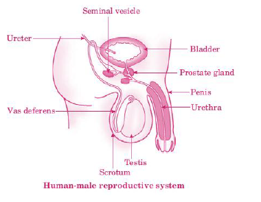 CBSE Class 10 Biology How Do Organisms Reproduce