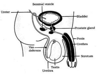 CBSE Class 10 Biology How Do Organisms Reproduce